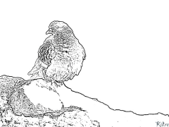 pigeon Coloring Pages To Print